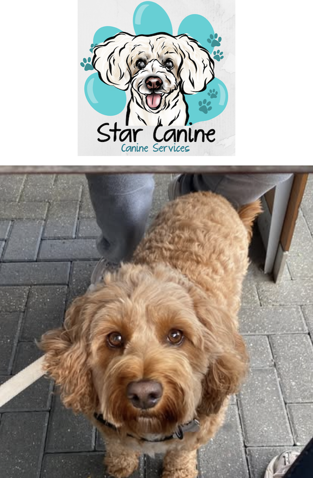 Star Canine images/Screenshot_2025-03-05_at_13.58.14.png